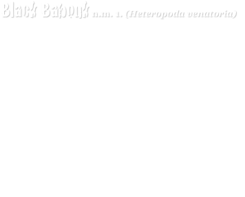Black Babouk n.m. 1. (Heteropoda venatoria) 
Animal articulé à quatre paires de pattes et à abdomen non segmenté est une espèce d’araignée de la famille des ENERVÉS.
On la rencontre souvent dans des soirées concert glauques où elle chasse activement les blattes en produisant des sons assourdissants.
Cette espèce est endémique. On la trouve exclusivement sur l’île de la Réunion.
Fréquemment rencontrée en raison de son activité ubuesque et de son mode de vie dans des bâtiments à débit de boissons, elle fait souvent peur aux “Zoreils” non avertis.

Eric : Guitariste Vociférateur
Olivier : Guitariste tout court
Nico :  Bassiste avec beaucoup de cheveux
Jean louis : Batteur mixeur souffleur.
